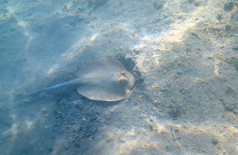 Schnorcheln mit Schildkröten in Abu Dabab - Ausflug ab Marsa Alam