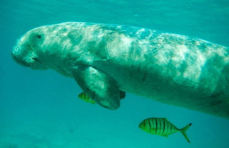 Schnorcheln mit Schildkröten in der Marsa Mubarak Bucht