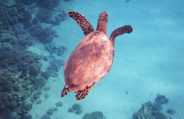 Schnorcheln mit Schildkröten in der Marsa Mubarak Bucht