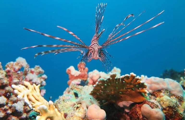 Schnorcheln mit Schildkröten in Abu Dabab - Ausflug ab Marsa Alam