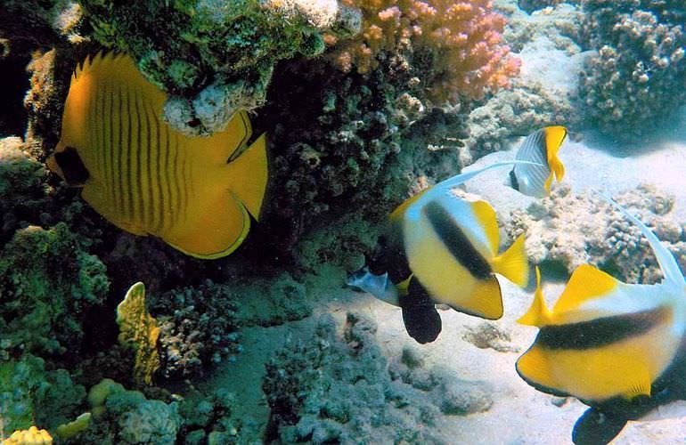 Schnorcheln mit Schildkröten in Abu Dabab - Ausflug ab Marsa Alam