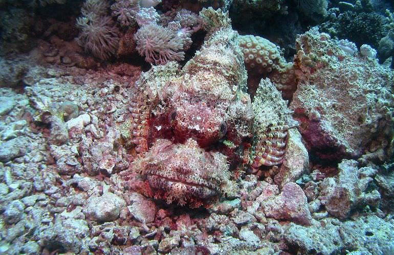 Schnorcheln mit Schildkröten in der Marsa Mubarak Bucht