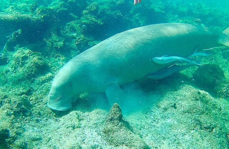 Schnorcheln mit Schildkröten in Abu Dabab - Ausflug ab Marsa Alam