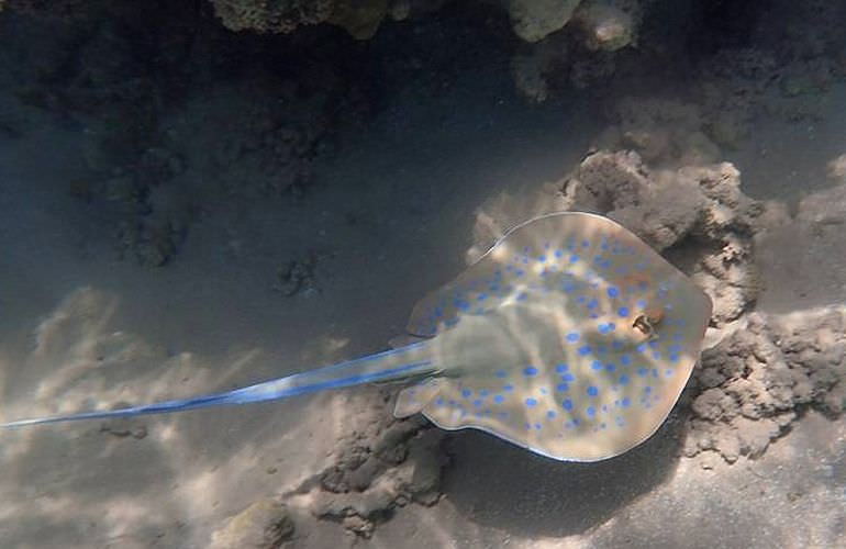 Schnorcheln mit Schildkröten in der Marsa Mubarak Bucht