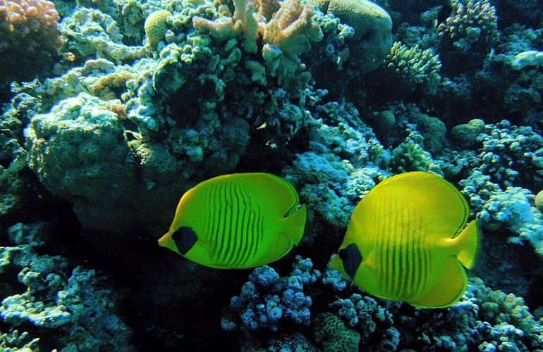 Ausflug Abu Dabab - Schnorcheln mit Schildkröten Marsa Alam