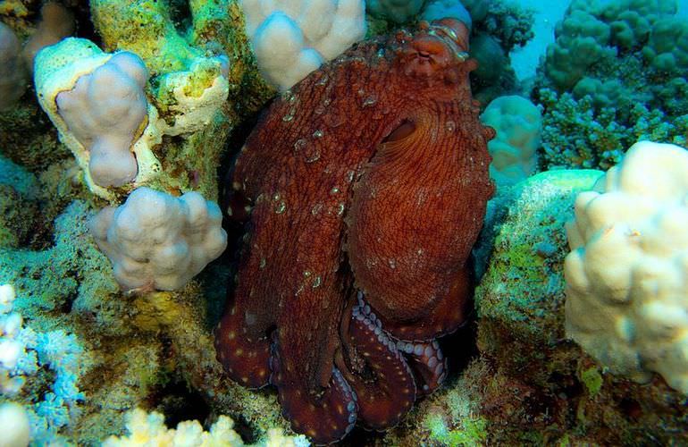 Schnorcheln mit Schildkröten in der Marsa Mubarak Bucht