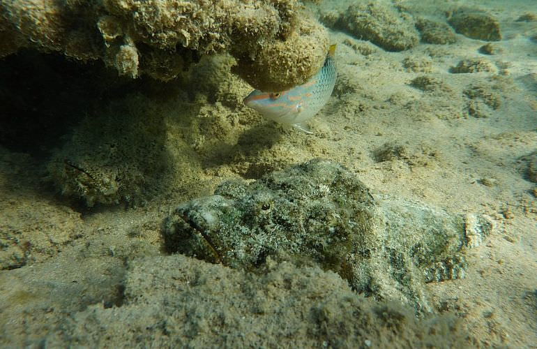 Ausflug Abu Dabab - Schnorcheln mit Schildkröten Marsa Alam