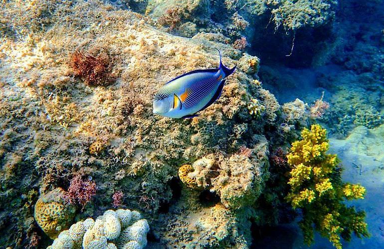 Schnorcheln mit Schildkröten in Abu Dabab - Ausflug ab Marsa Alam