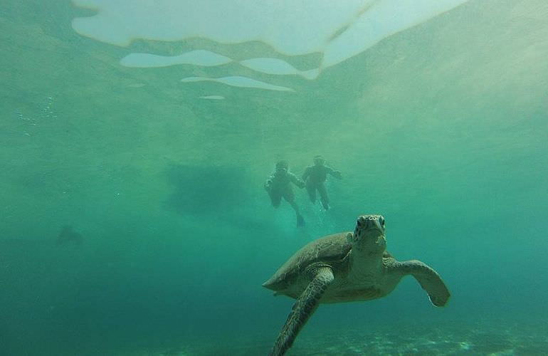 Schnorcheln mit Schildkröten in Abu Dabab - Ausflug ab Marsa Alam