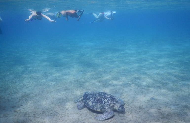 Ausflug Abu Dabab - Schnorcheln mit Schildkröten Marsa Alam