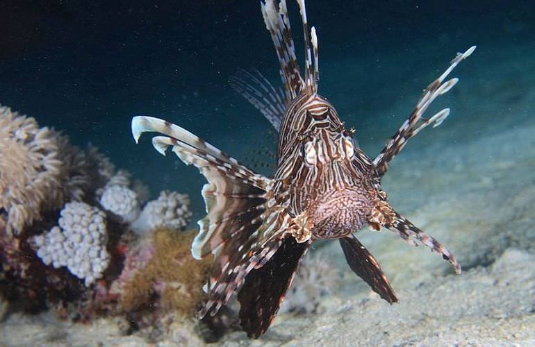 Schnorcheln mit Schildkröten in der Marsa Mubarak Bucht