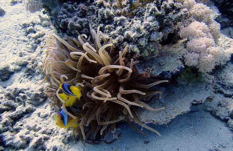 Schnorcheln mit Schildkröten in der Marsa Mubarak Bucht