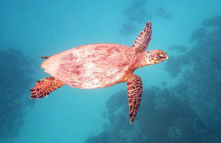 Schnorcheln mit Schildkröten in Abu Dabab - Ausflug ab Marsa Alam