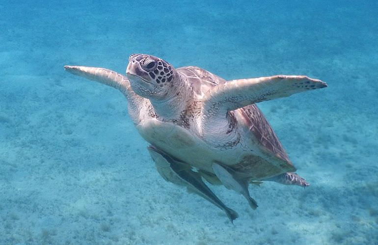 Ausflug Abu Dabab - Schnorcheln mit Schildkröten Marsa Alam
