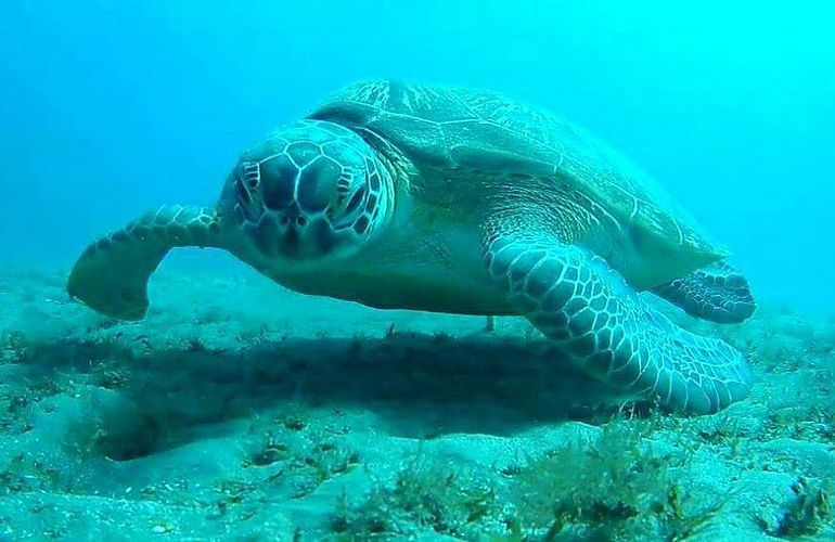 Schnorcheln mit Schildkröten in der Marsa Mubarak Bucht