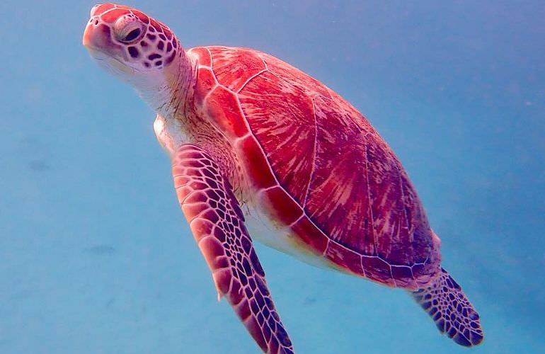 Ausflug Abu Dabab - Schnorcheln mit Schildkröten Marsa Alam