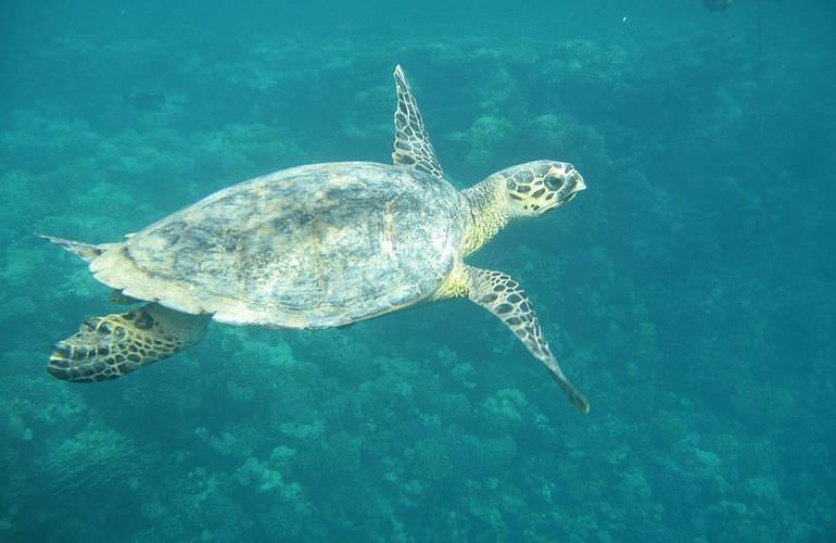 Schnorcheln mit Schildkröten in Abu Dabab - Ausflug ab Marsa Alam