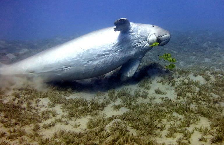 Schnorcheln mit Schildkröten in Abu Dabab - Ausflug ab Marsa Alam