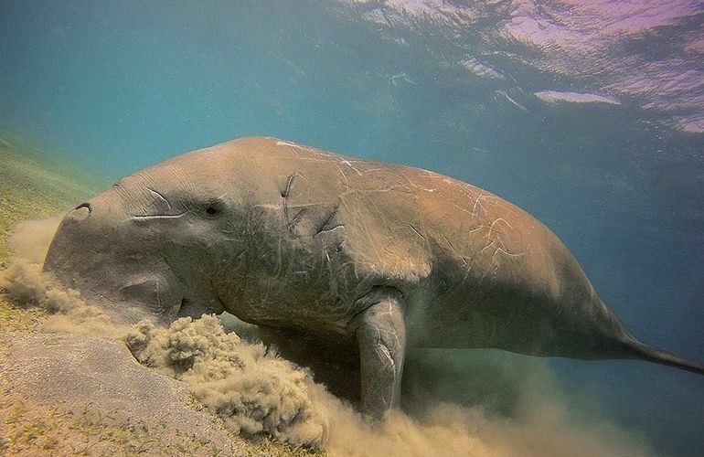 Ausflug Abu Dabab - Schnorcheln mit Schildkröten Marsa Alam