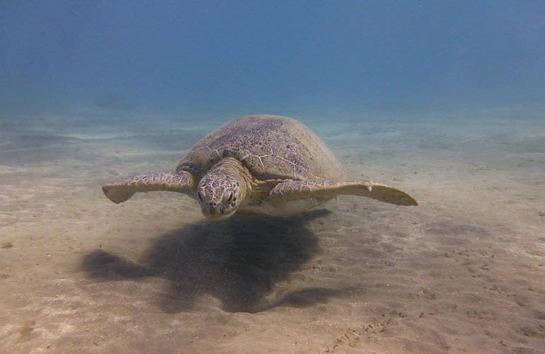 Schnorcheln mit Schildkröten in Abu Dabab - Ausflug ab Marsa Alam