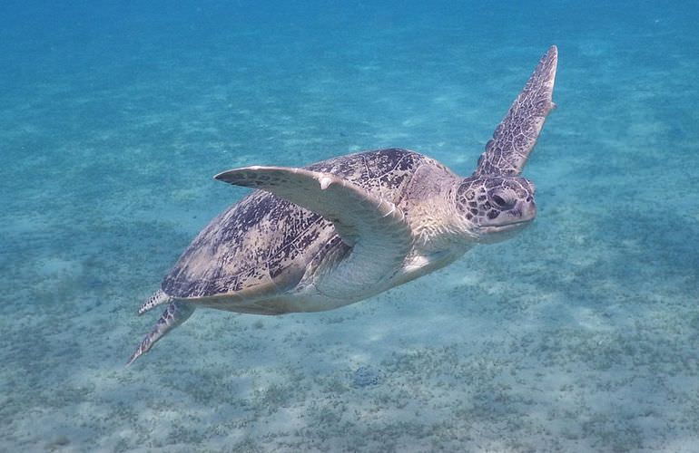 Ausflug Abu Dabab - Schnorcheln mit Schildkröten Marsa Alam