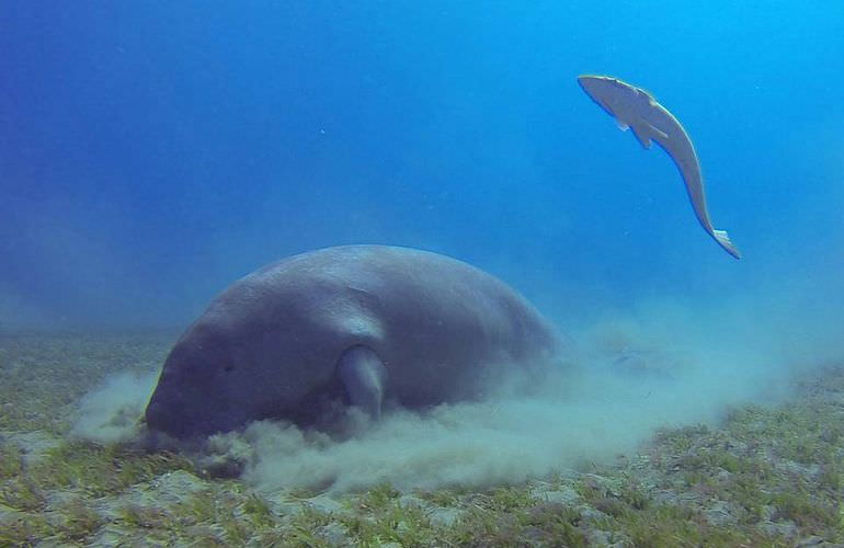 Schnorcheln mit Schildkröten in der Marsa Mubarak Bucht