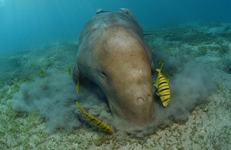 Ausflug Abu Dabab - Schnorcheln mit Schildkröten Marsa Alam