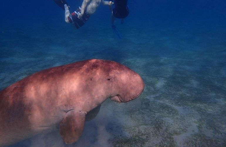 Schnorcheln mit Schildkröten in der Marsa Mubarak Bucht