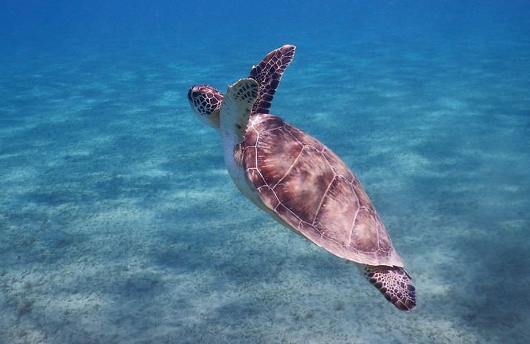 Ausflug Abu Dabab - Schnorcheln mit Schildkröten Marsa Alam