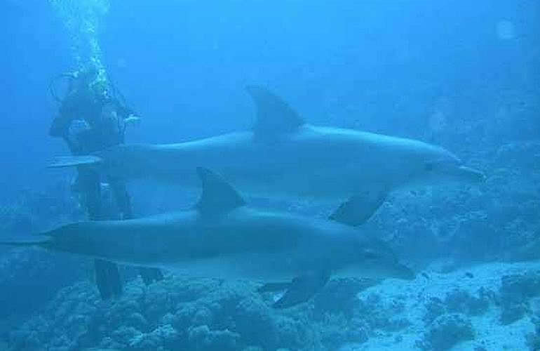 2-tägige Tauchsafari zum Sataya Dolphin Reef von El Quseir aus