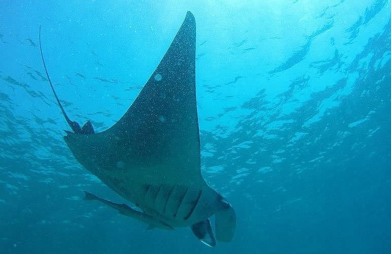 PADI Open Water Diver, der Einsteiger Tauchkurs in Marsa Alam