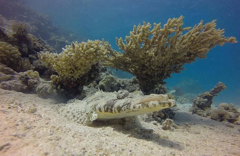 Fun Diving Marsa Alam - Ganztägige Tauchfahrt mit 2 Tauchgängen
