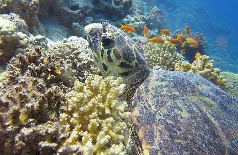 Tagesausflug Tauchen in Marsa Alam - Tauchen lernen