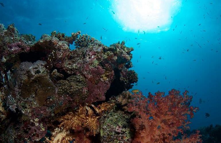 PADI Open Water Diver, der Einsteiger Tauchkurs in Marsa Alam