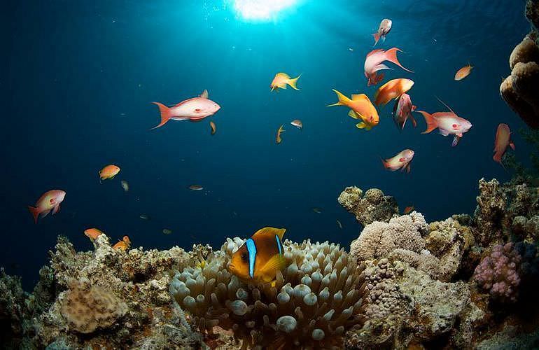 Fun Diving Marsa Alam - Ganztägige Tauchfahrt mit 2 Tauchgängen