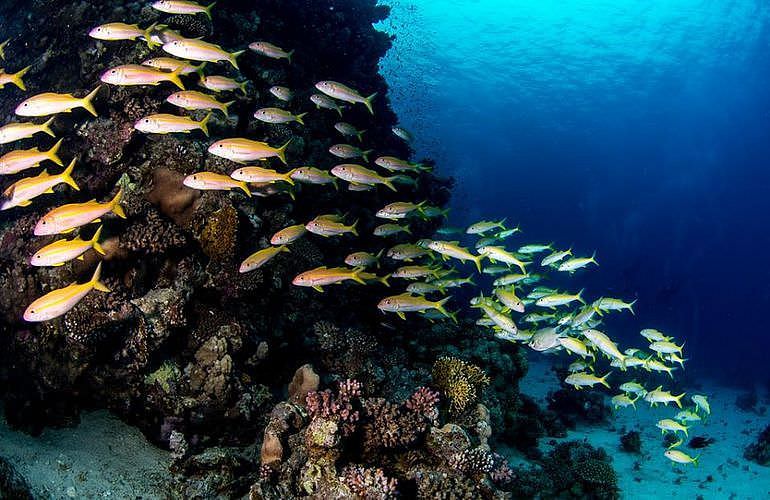 Tauchausflüge für Fortgeschrittene und Anfänger ab Marsa Alam 