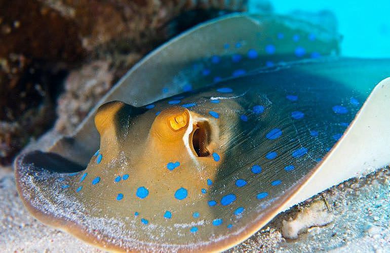 PADI Advanced Open Water Diver, Tauchkurs für Fortgeschrittene in Marsa Alam