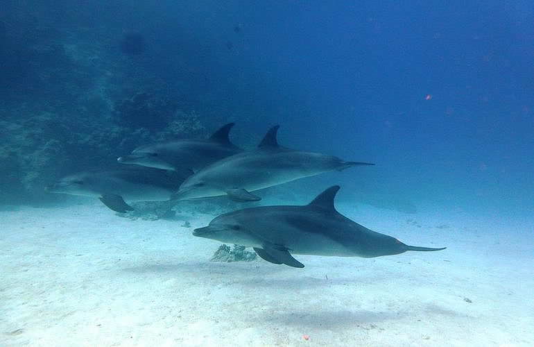 PADI Scuba Diver Kurs in Marsa Alam - Schnuppertauchkurs 1 Tag