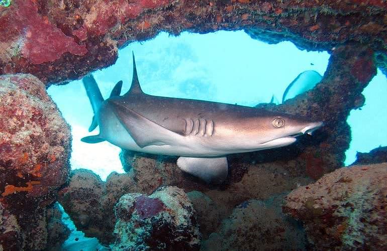 Auffrischungskurs: PADI Scuba Review Programm in Marsa Alam  