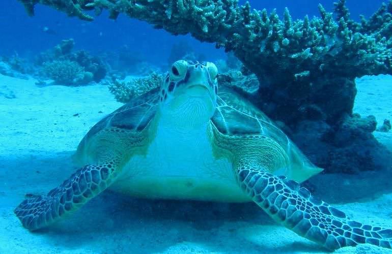 Tagesausflug Tauchen in Marsa Alam - Tauchen lernen