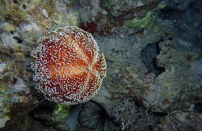 Tauchausflüge für Fortgeschrittene und Anfänger ab Marsa Alam 