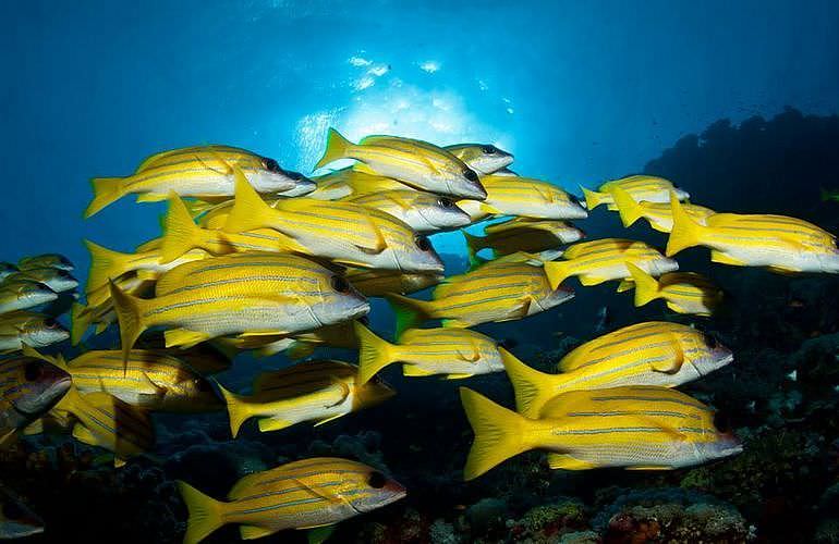 Fun Diving Marsa Alam - Ganztägige Tauchfahrt mit 2 Tauchgängen