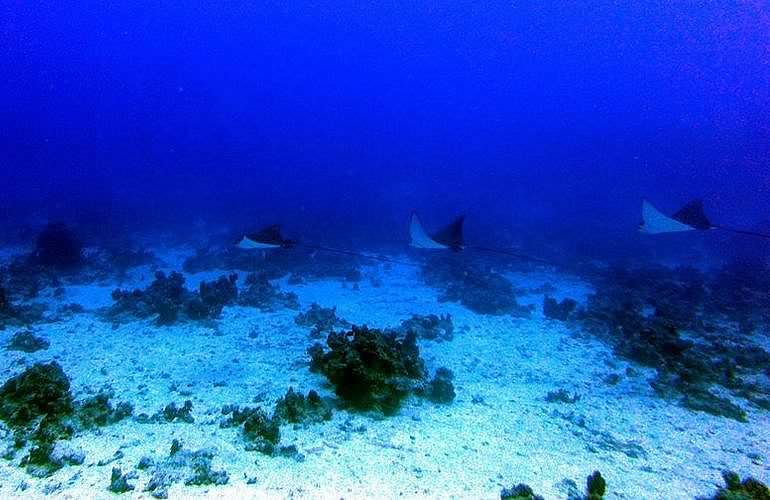 Tauchausflüge für Fortgeschrittene und Anfänger ab Marsa Alam 