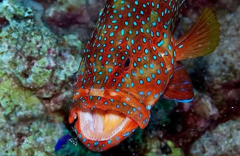 Fun Diving Marsa Alam - Ganztägige Tauchfahrt mit 2 Tauchgängen