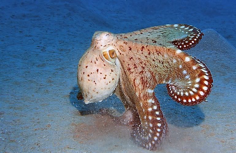 PADI Advanced Open Water Diver, Tauchkurs für Fortgeschrittene in Marsa Alam