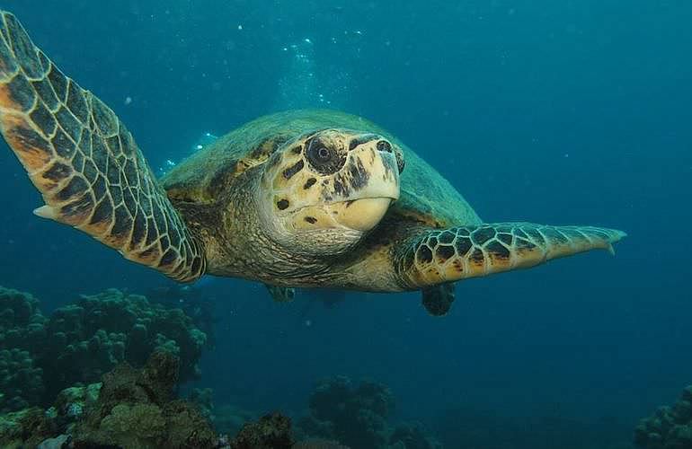 PADI Scuba Diver Kurs in Marsa Alam - Schnuppertauchkurs 1 Tag