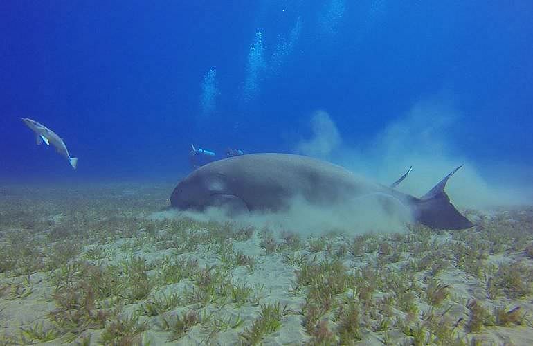 2-tägige Tauchsafari zum Sataya Dolphin Reef in Marsa Alam