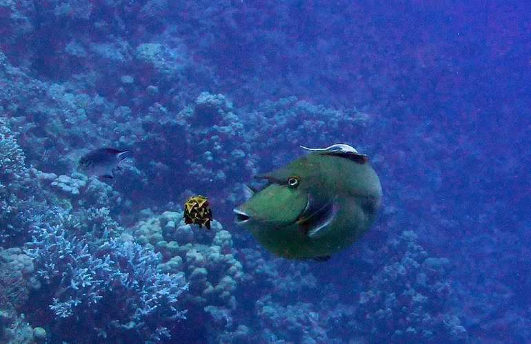 Tauchausflüge für Fortgeschrittene und Anfänger ab Marsa Alam 