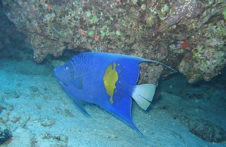 PADI Open Water Diver, der Einsteiger Tauchkurs in Marsa Alam