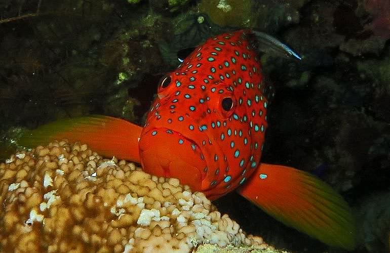 Fun Diving Marsa Alam - Ganztägige Tauchfahrt mit 2 Tauchgängen